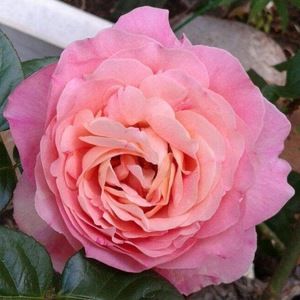 Meet your Posher, Galilea